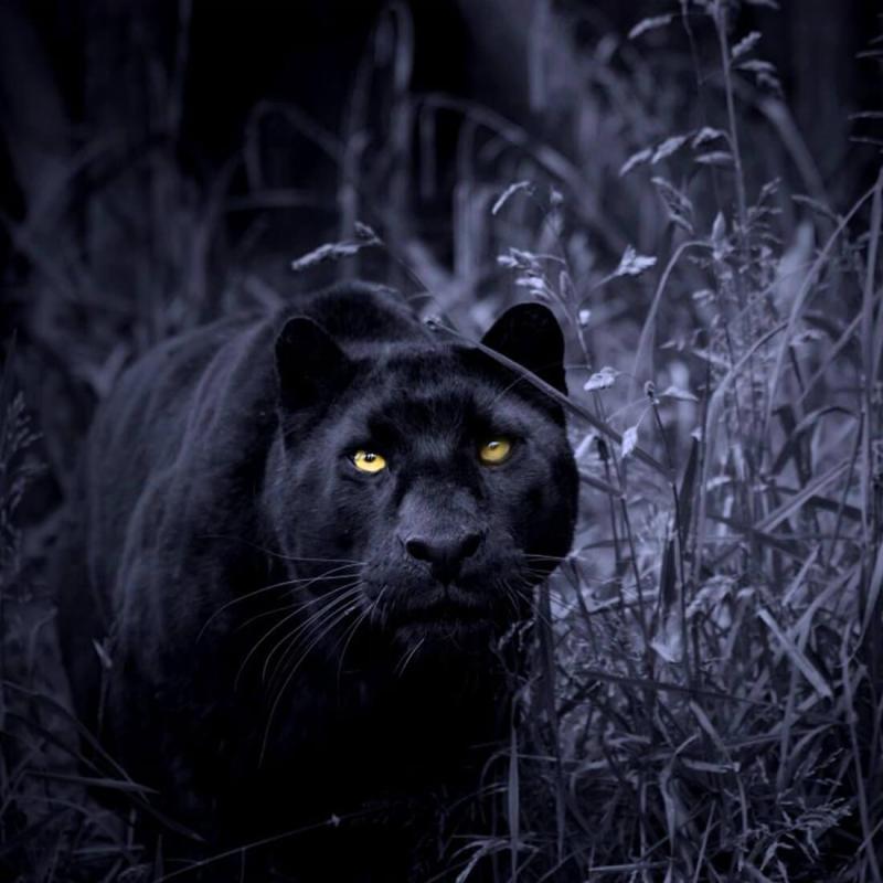 black panther free download